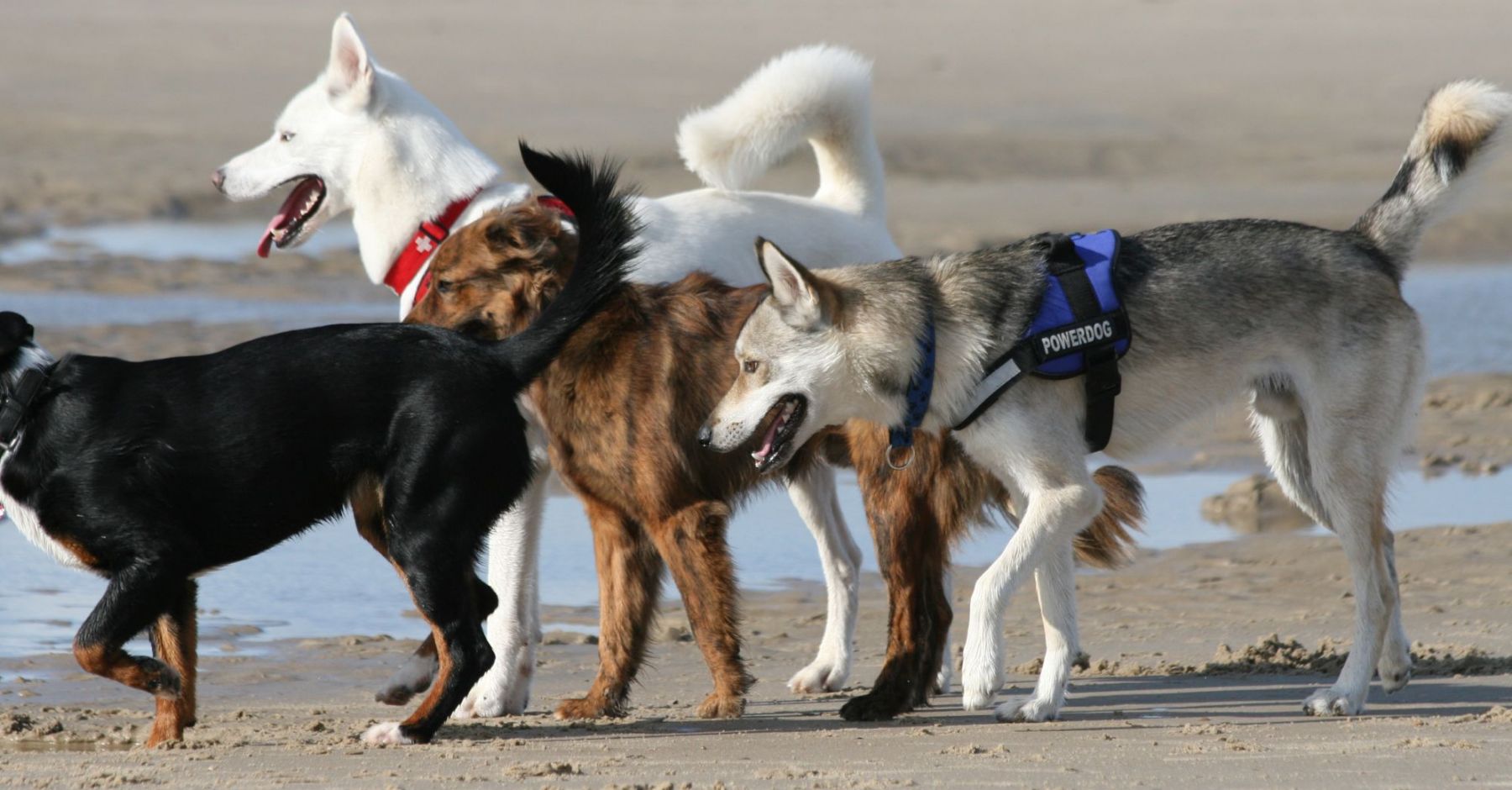 LIMNEA-Feuchtnahrung gutes Hundefutter für Vollmahlzeiten