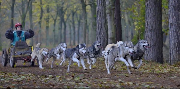 LIMNEA-Ergänzungspräparate ergänzen jedes Futter für Hunde